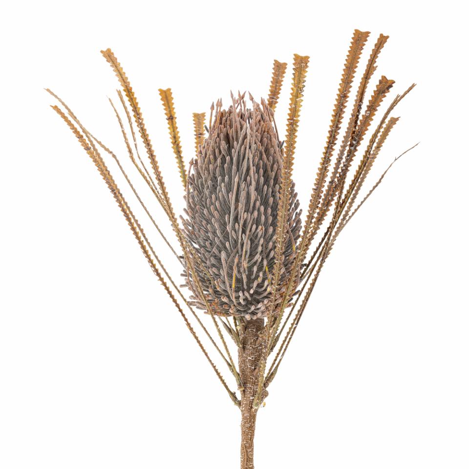 Flor Palm marrón