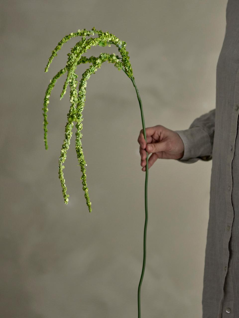 Flor Foxtail verde