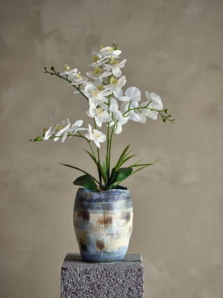 Orquídea blanca