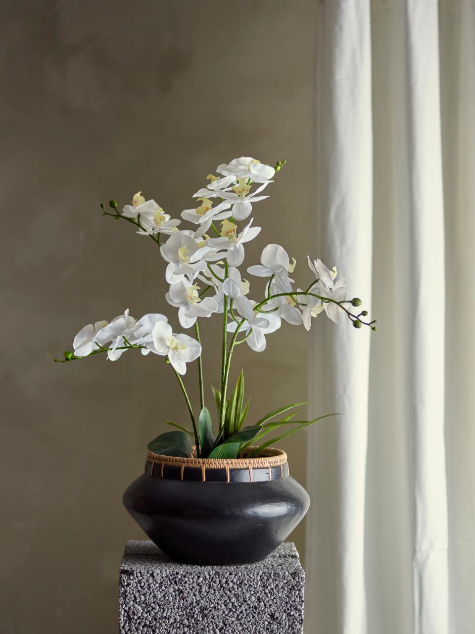 Orquídea blanca