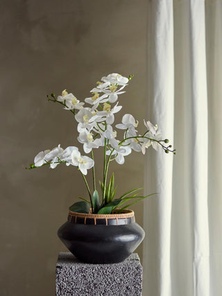 Orquídea blanca