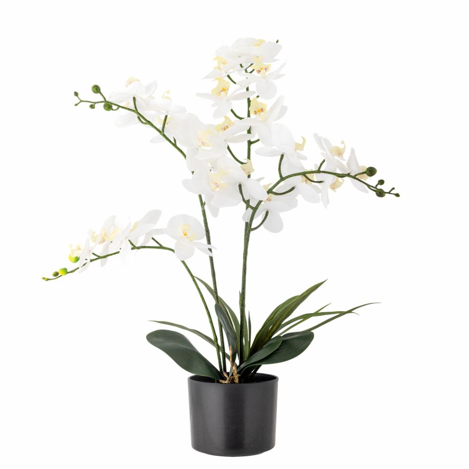 Orquídea blanca