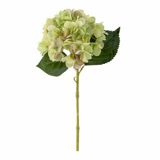 Tallo Hortensia verde