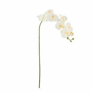 Orquídea blanca