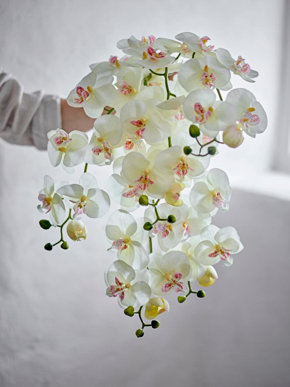 Tallo Orquídea blanco