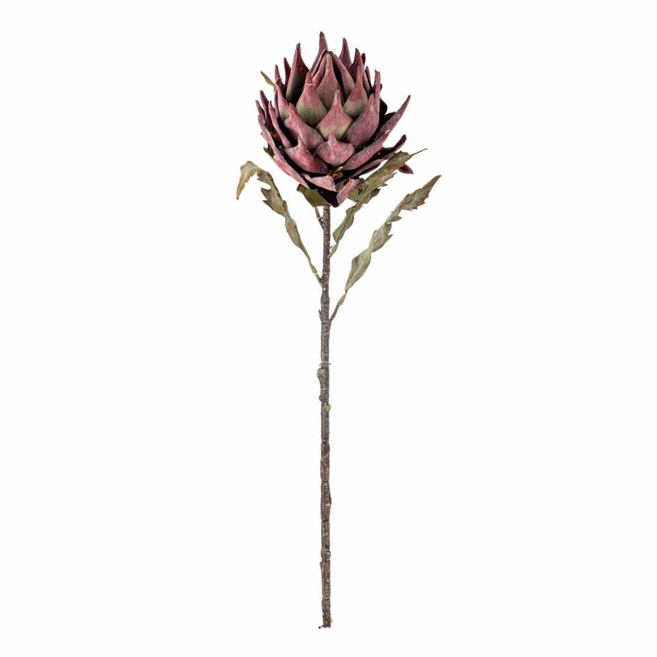 Tallo Protea violeta