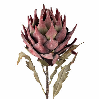 Tallo Protea violeta