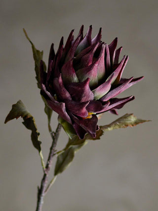 Tallo Protea violeta