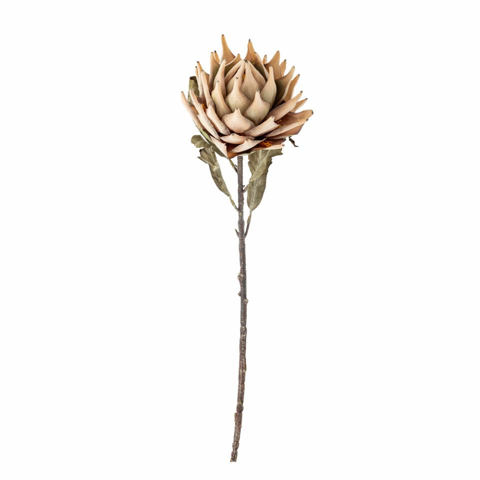Tallo Protea natural