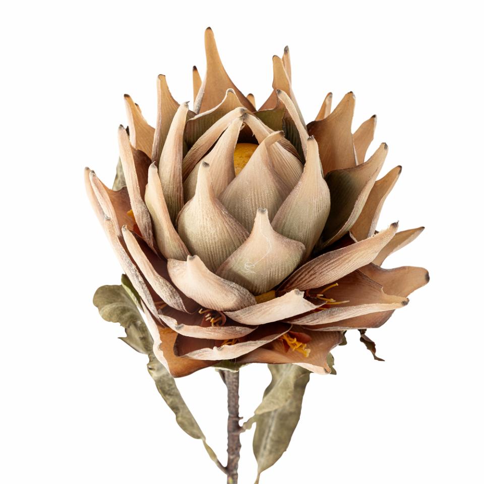 Tallo Protea natural