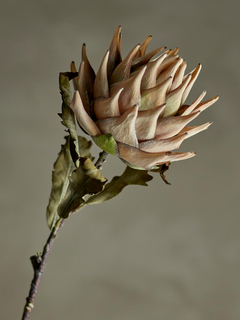 Tallo Protea natural